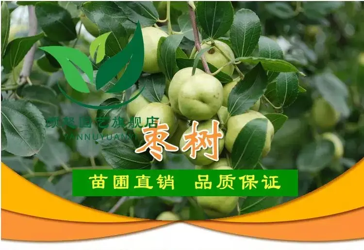 皇冠甜枣南方适合种植图片