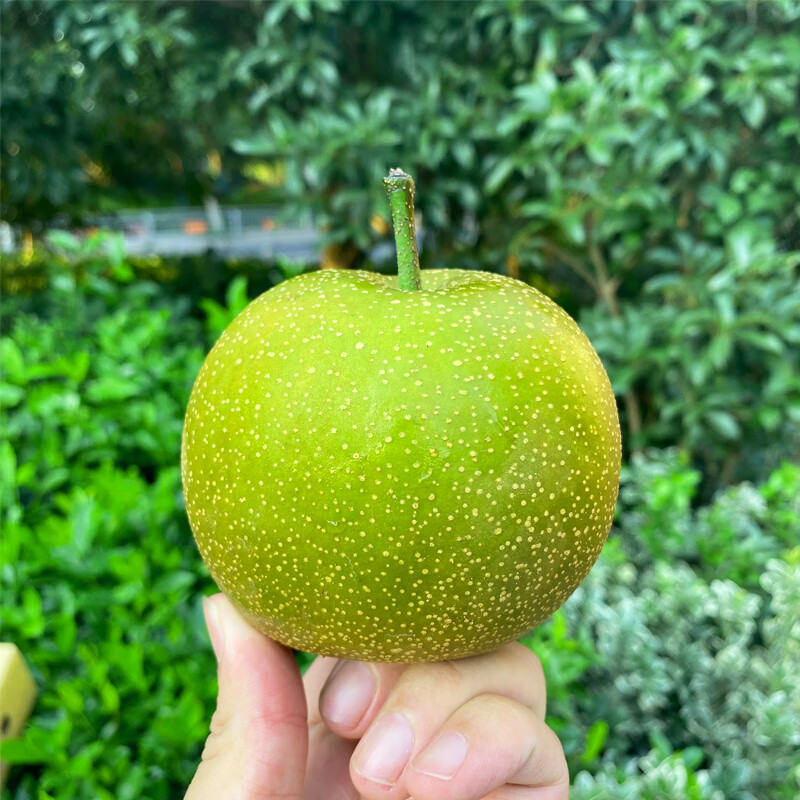 采缇【产地直发】上海庄行翠冠梨精品青皮蜜梨青梨子脆甜莱阳秋月梨