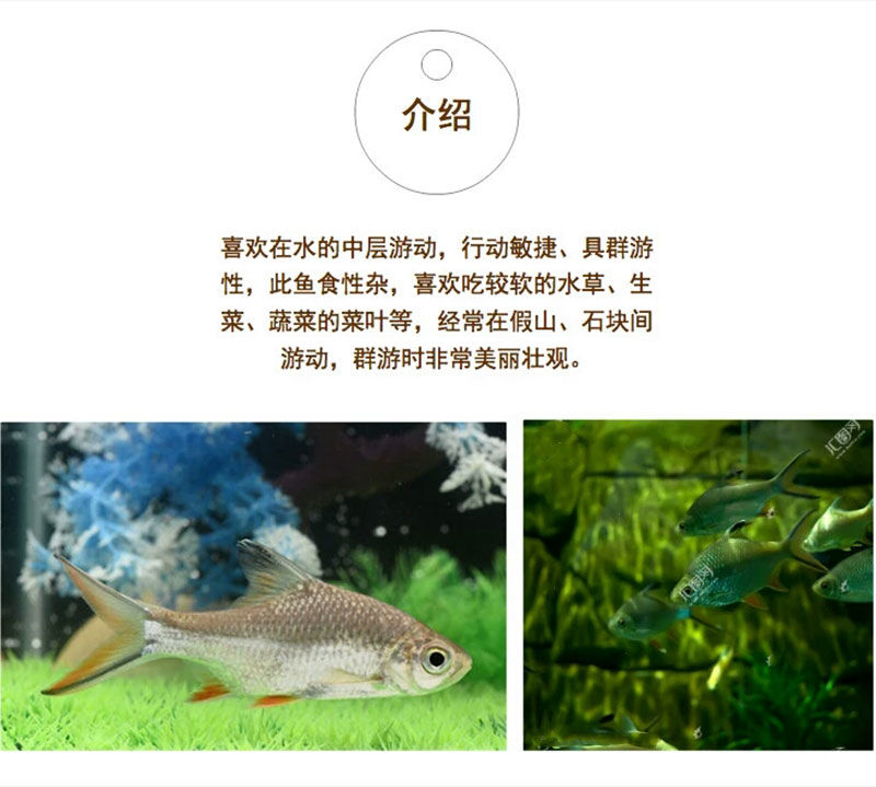 泰鲫银双线鱼淡水鱼宠物鱼观赏鱼热带鱼活体好养银凤鲫1011公分2条