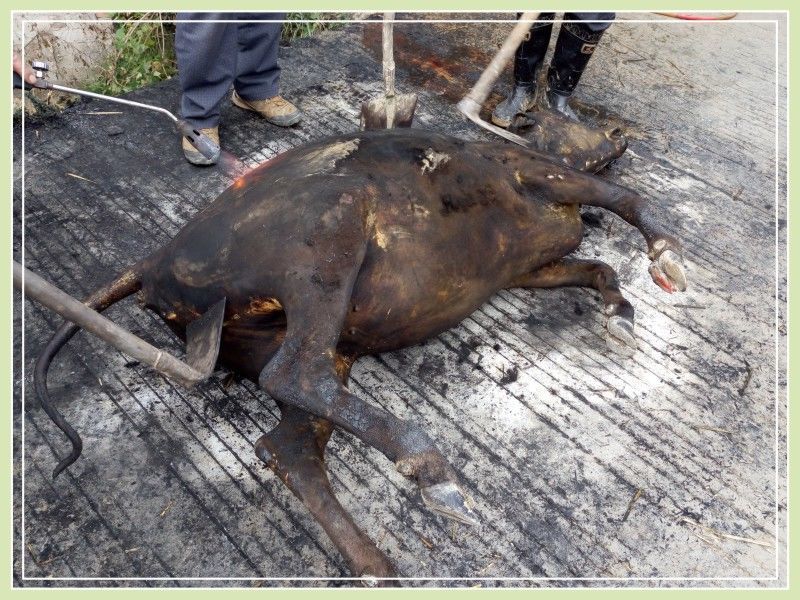 牛瘪汤正宗贵州黎平特产牛瘪火锅底料锦屏从江榕江新鲜牛瘪2斤装g