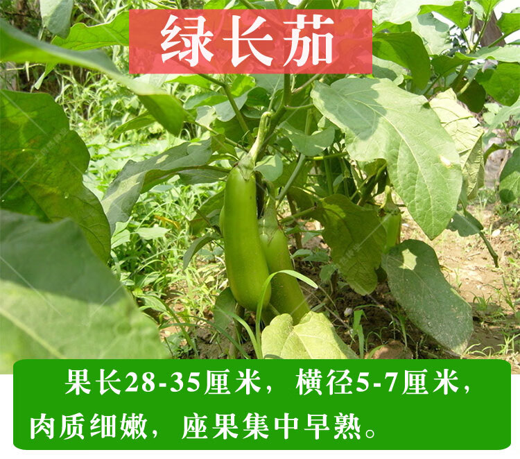 綠茄子種子綠罐圓茄種籽青長茄子籽菜種籽春夏季四季農家蔬菜種孑綠長