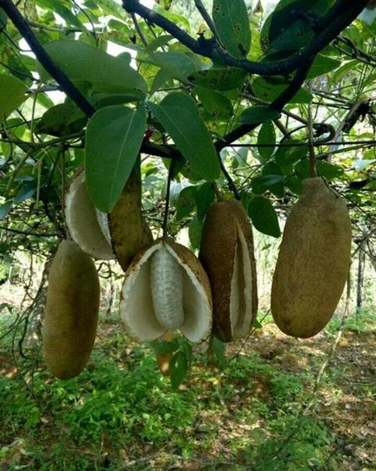 八月瓜树苗苗野生八月炸当年结果麻皮蜜瓜苗九月炸果盆栽地栽青皮无籽