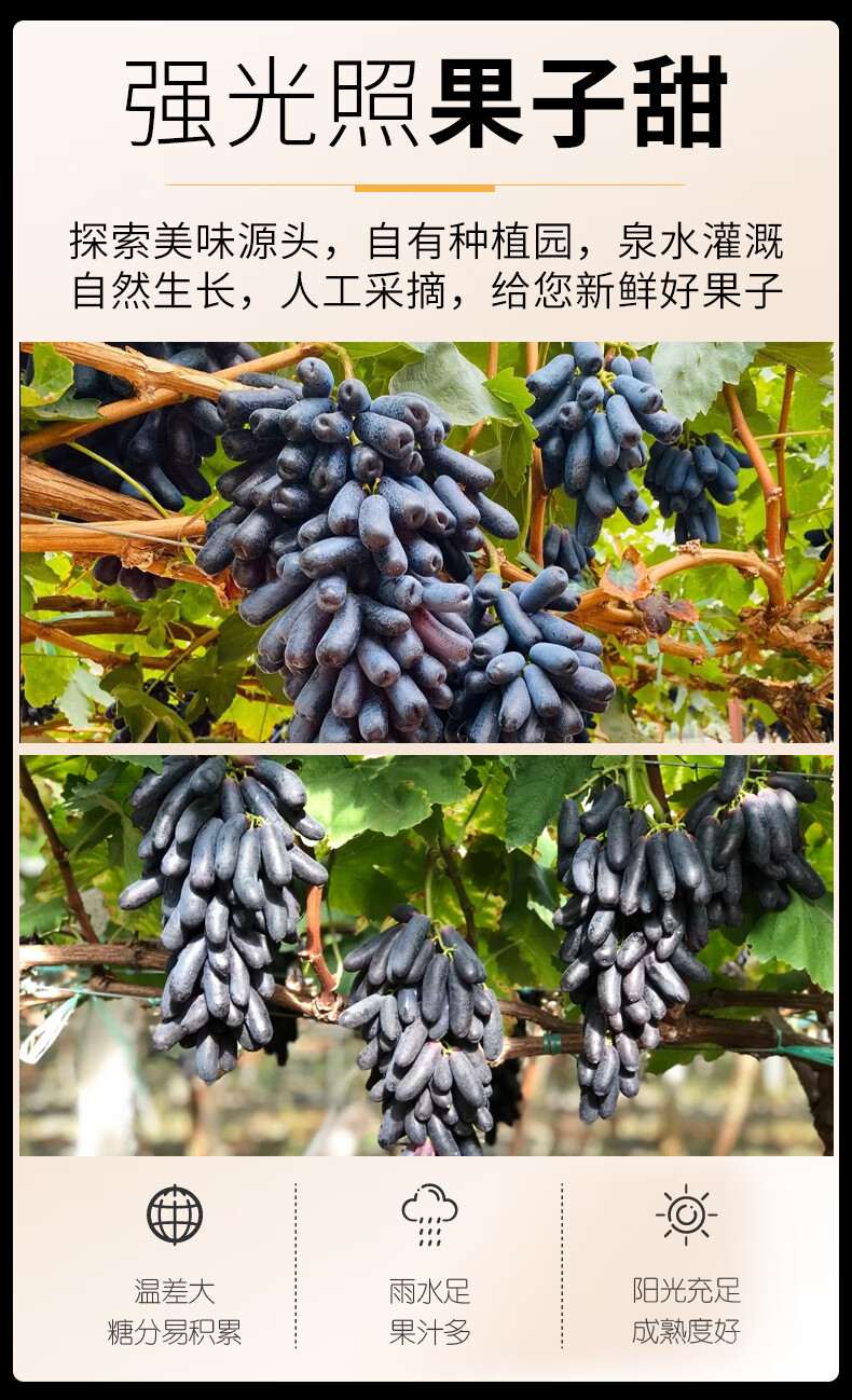 顺丰空运澳洲金手指黑提新鲜无籽提子葡萄水果当季顺丰空运金手指2斤