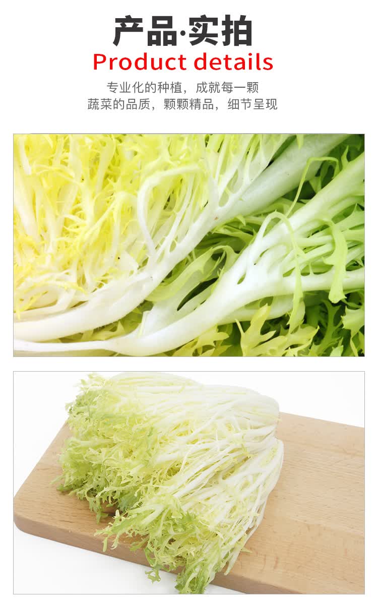 新鲜黄心苦菊500g苦叶生菜苦苣九芽狗牙菜苦细叶蔬菜沙拉西餐食材500g