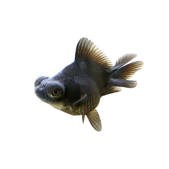 金鱼活体观赏鱼活体小金鱼冷水鱼锦鲤鱼金鱼苗活体淡水小型鱼黑龙晴67