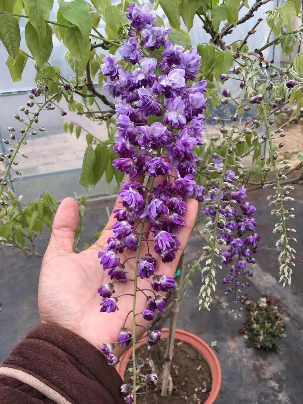 【现货直发】日本长穗紫藤萝花苗爬藤植物藤蔓紫藤花树苗盆栽老桩四季