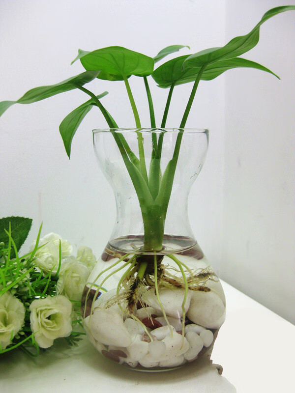 滴水观音 滴水观音千手观音植物室内水培土培盆栽桌面植物z6 中号滴水