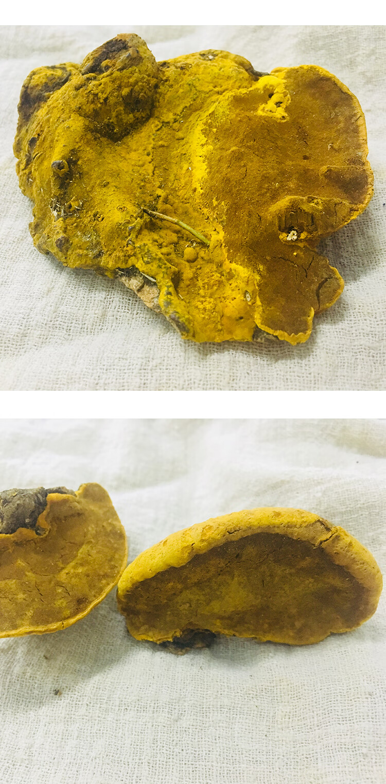 正宗桑树桑黄250g金边桑黄菌灵芝西藏桑黄非500g【图片 价格 品牌