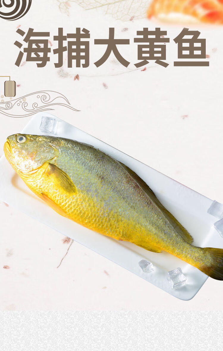 黄花鱼批发冷冻海捕鲜活黄鱼新海鲜大黄花鱼海鱼, 1斤2条装 净重2500g