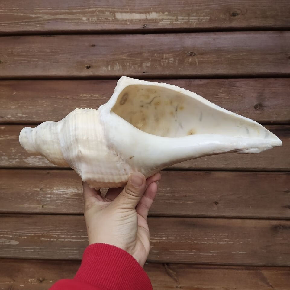 可狄 超大老螺长香螺 海角公角螺 吹响号角 天然贝壳海螺号角 海角公
