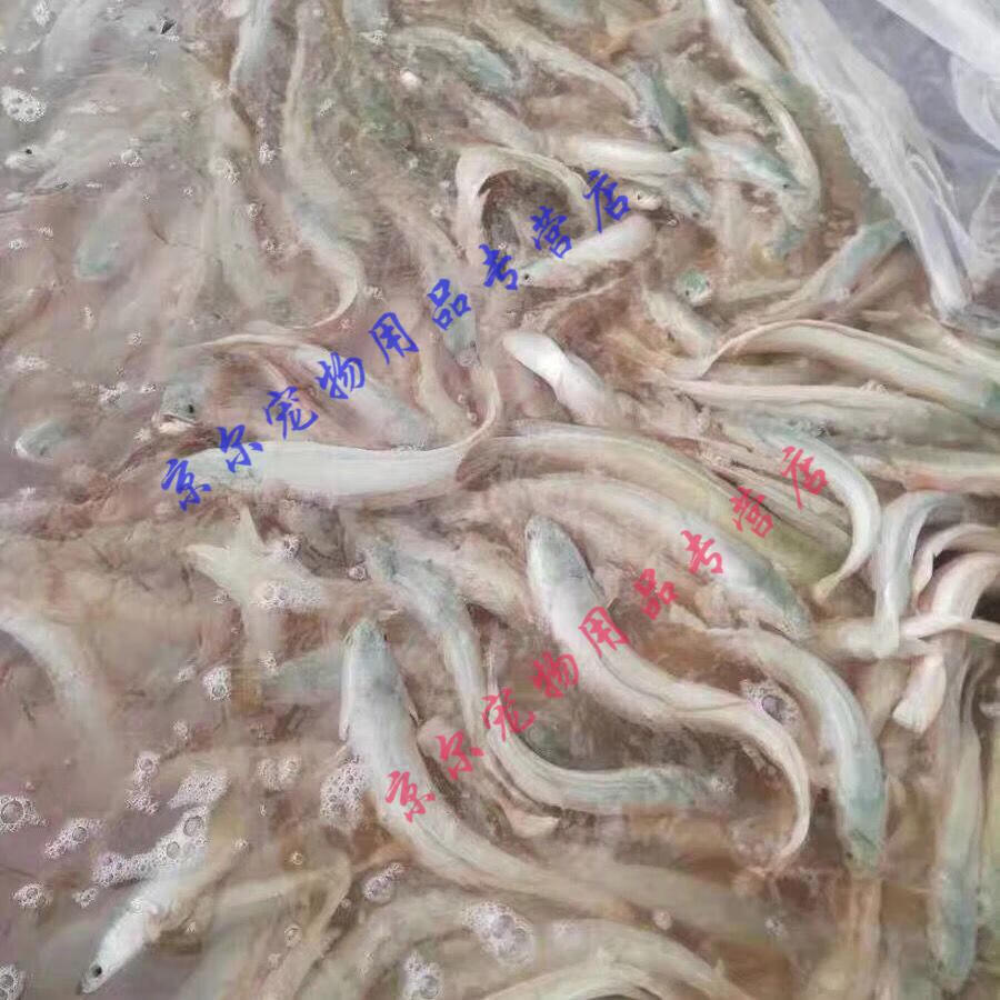 天弗白乌鱼白化黑鱼苗黑鱼苗白甲雷龙白甲鱼凶猛淡水观赏鱼活体包 白