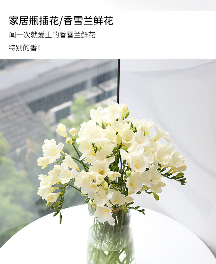 香雪兰鲜花云南基地直发家用插花水养昆明基地直批鲜切花小苍兰香雪兰