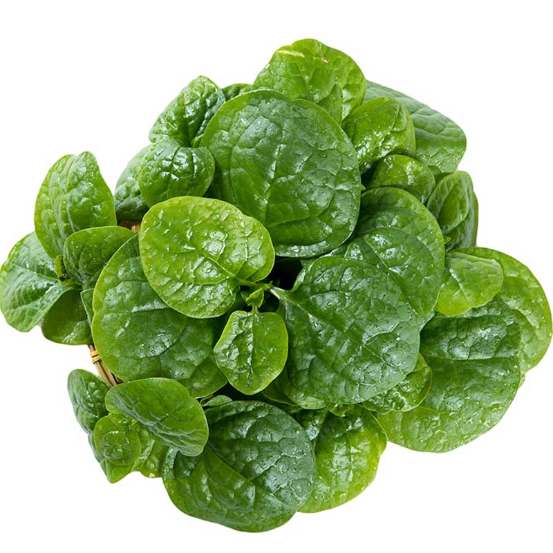 大叶木耳菜种子阳台盆栽小青菜豆腐菜爬藤蔬菜种籽大圆叶四季春秋