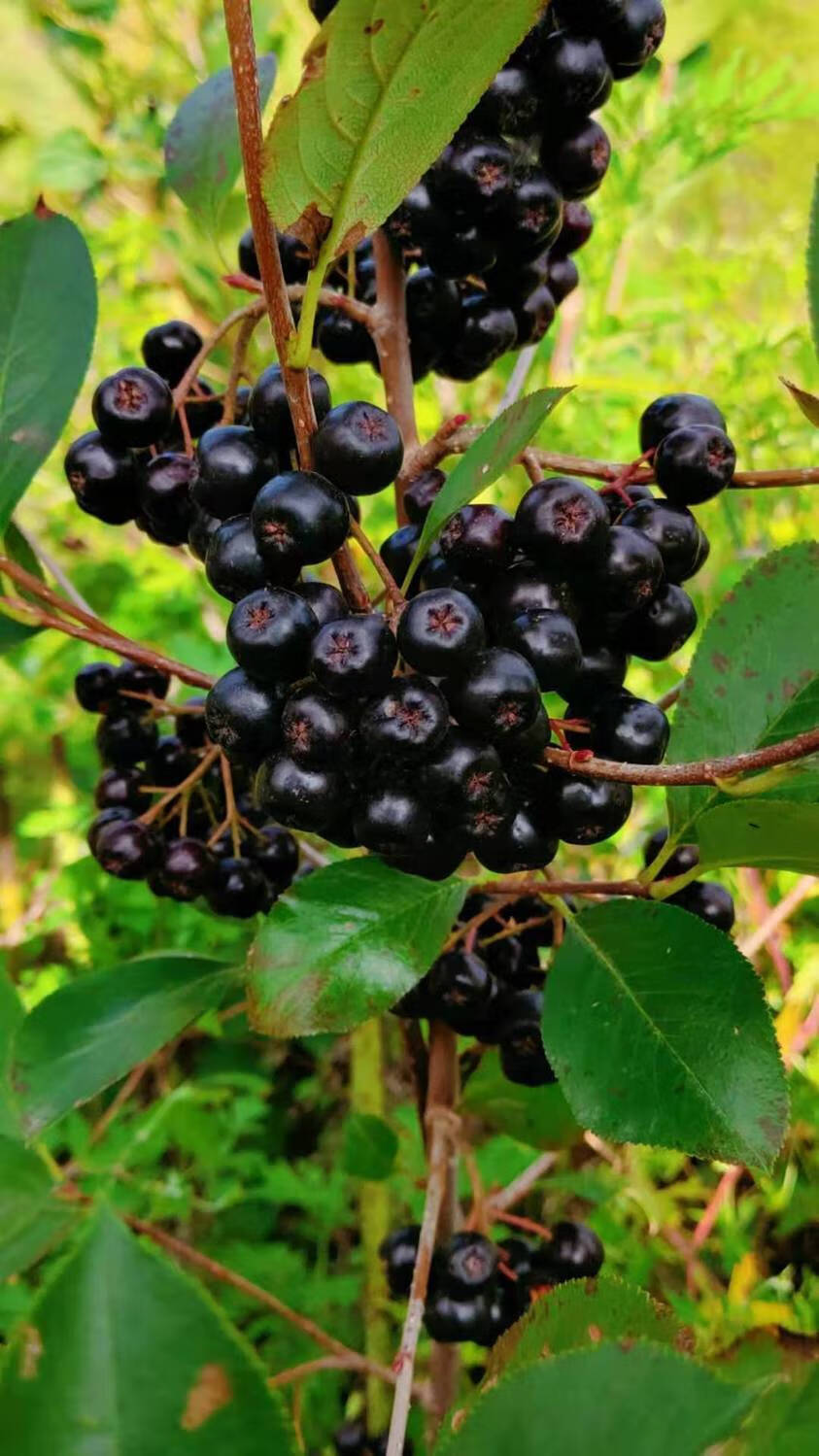 黑果花楸买 鲜果纯野樱莓酵素果不老莓泡酒煮水控血糖 现季节所有规格