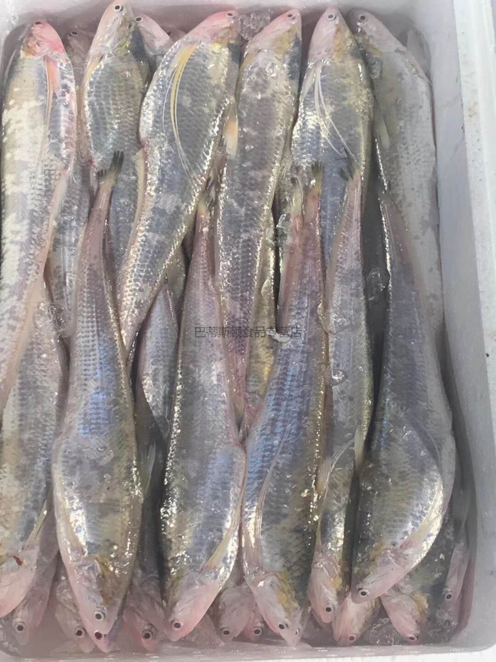 纯新鲜刀鱼 凤尾鱼新鲜肉肥 速冻发货 每斤16-18条500克【图片 价格