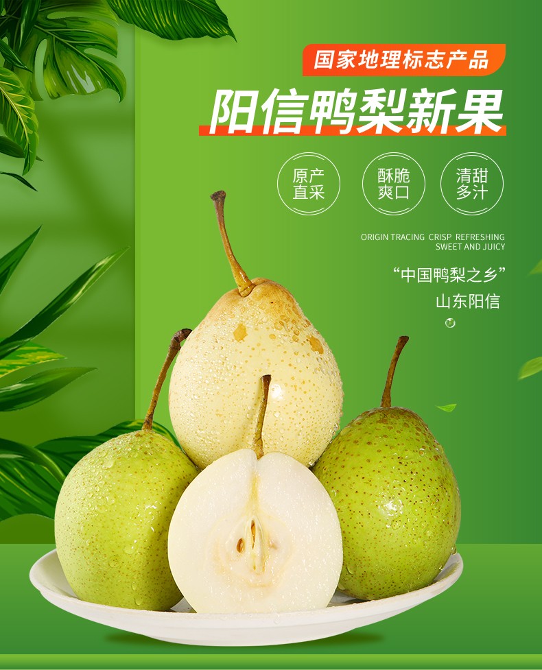 阳信馆山东阳信鸭梨新鲜时令水果生鲜21年新梨子香梨尝