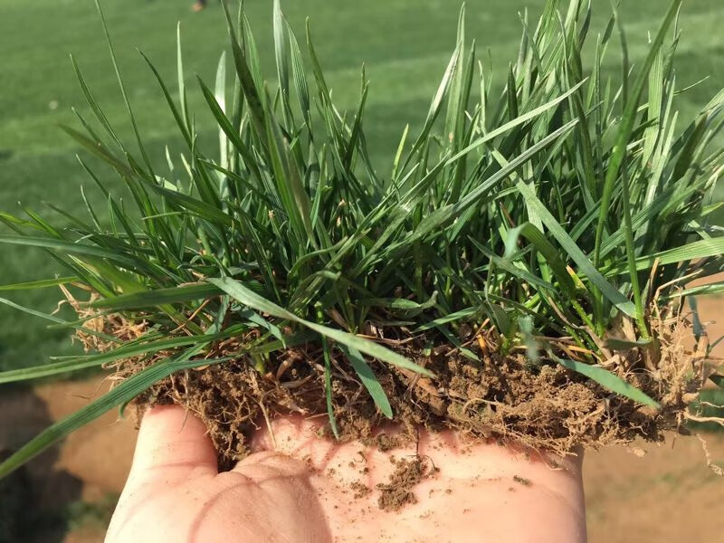 进口绅士蓝标黑麦草/10斤【矮生耐寒】【图片 价格 品牌 报价】-京东