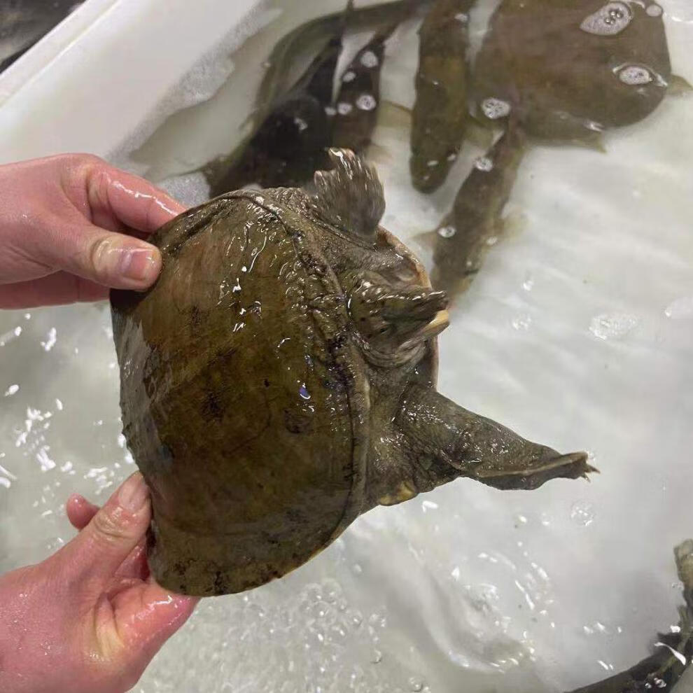 千岛湖甲鱼土鳖鲜活食用包活王八甲鱼龟中华甲鱼乌龟活体老鳖 甲鱼 1