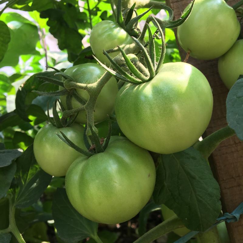 新上市绿番茄新鲜青番茄应季青红柿农家自种生蕃茄蔬菜1500g