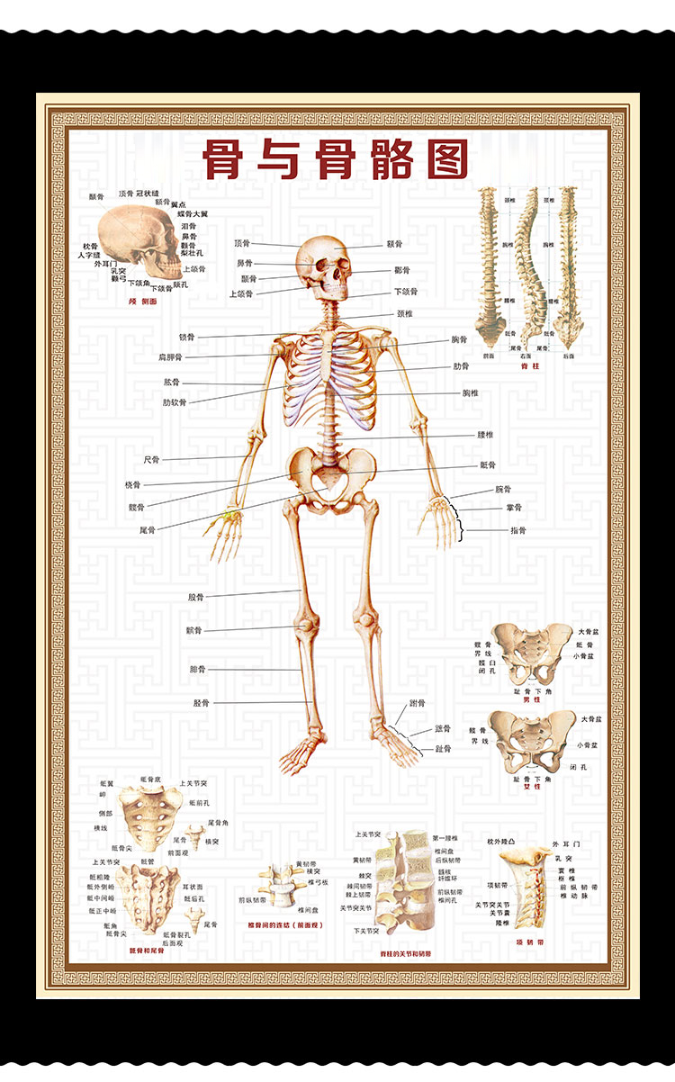 人体骨骼结构图 竖版 80x120cm=48寸 pp【背面带胶 撕开