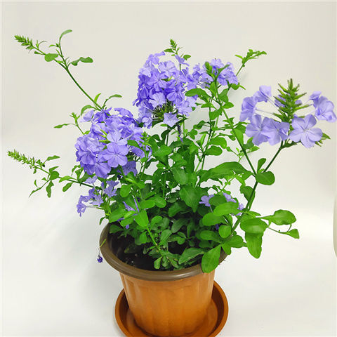 【现货现发】蓝雪花白雪花苗藤本攀援爬藤植物四季开花易爆盆耐热耐寒