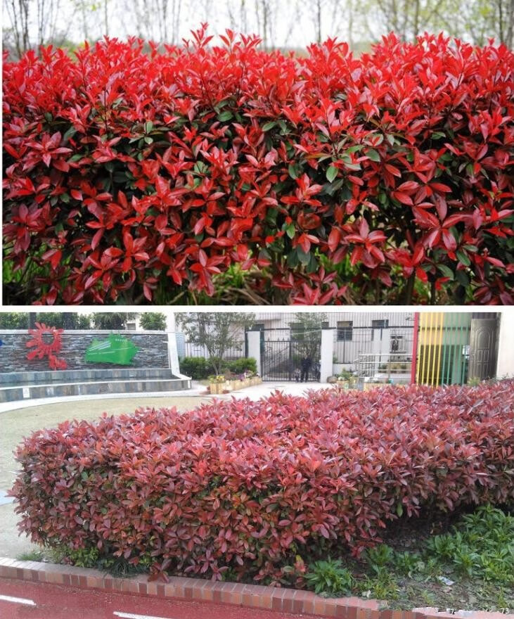 红叶石楠树苗四季常青庭院别墅绿化苗木盆栽红罗宾篱笆苗景观一件50棵