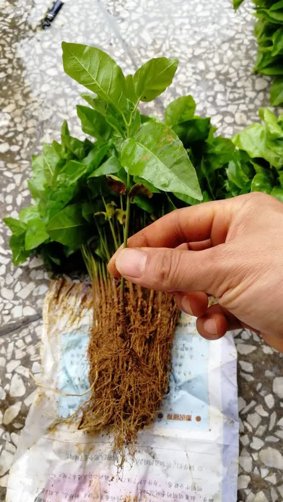 广西黄皮芽苗黄皮果幼苗一年黄皮小苗黄皮实生砧木嫁接用黄皮树苗