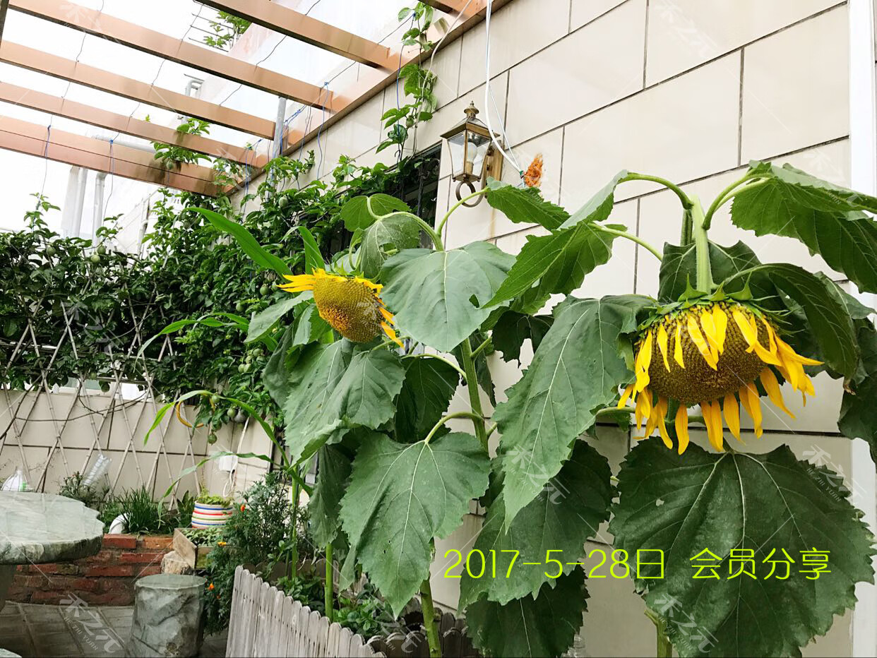 牌黑色食用向日葵种子葵花板葵四季盆栽观赏特大玩具熊种籽 高产油葵