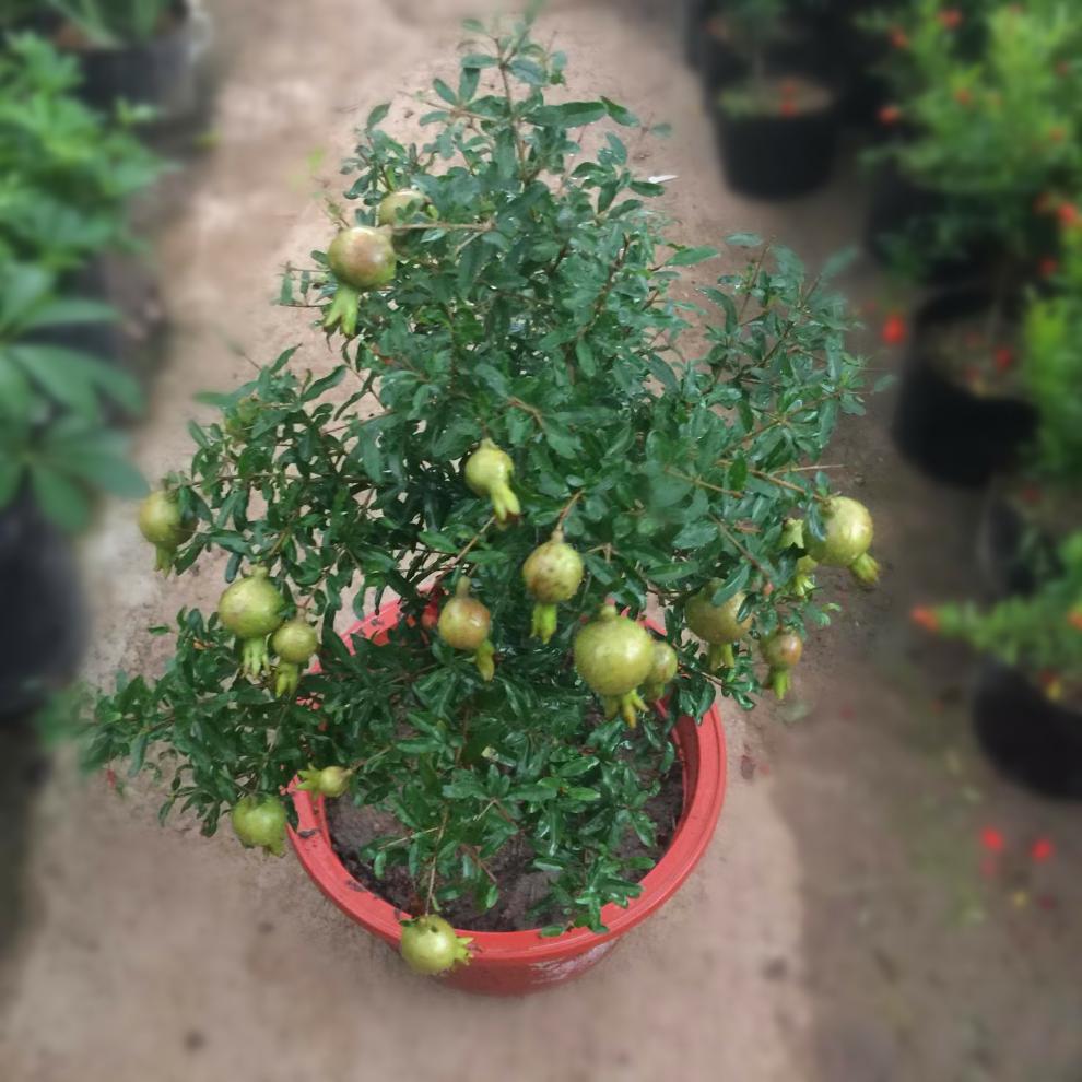 四季开花石榴花盆栽带花带果室内阳台盆景绿植牡丹花石榴树4050cm高不