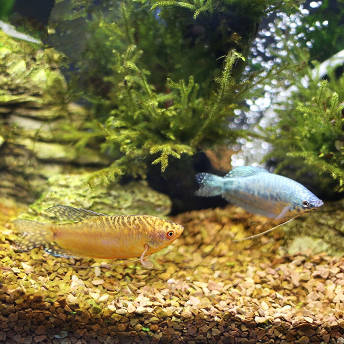 预售景观鱼好养观赏鱼耐活不打氧蓝曼龙鱼混养大型热带淡水家养活鱼苗