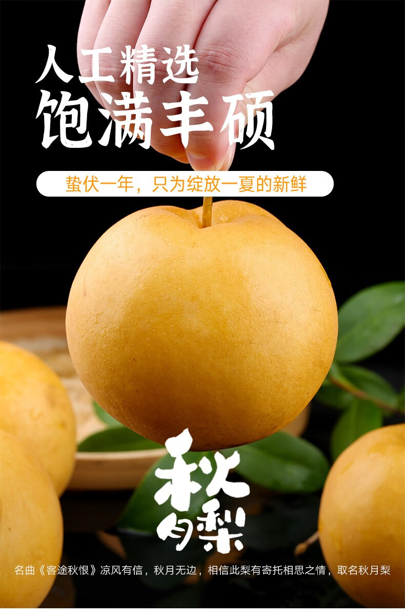 秋月梨大果礼盒装新鲜水果脆甜冰糖梨 孕妇水果鲜果