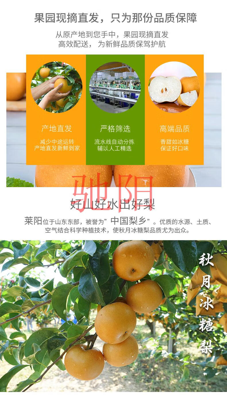 青青大地羊脂秋月冰糖梨净重4斤装8粒生鲜年货礼盒新鲜水果产地直发