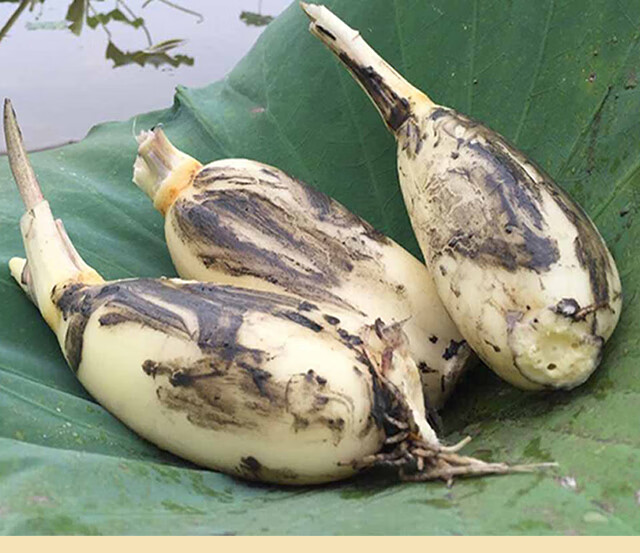 湖北尖带新鲜现挖凉拌嫩脆藕特产小水果新花藕莲菜2000g