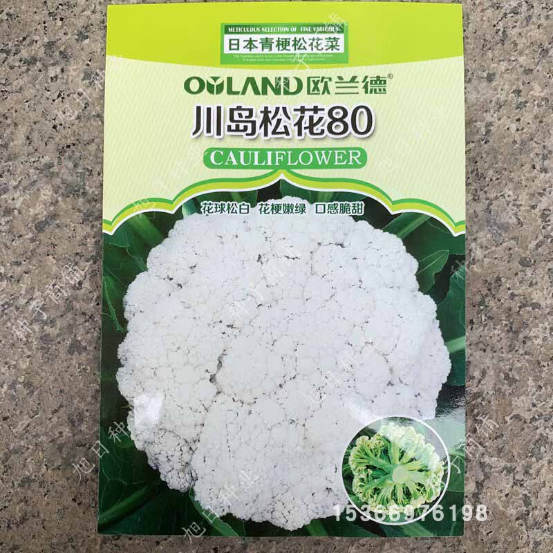 欧兰德青梗松花菜种子6080106耐寒高产抗病进口有机散花菜种籽松花80