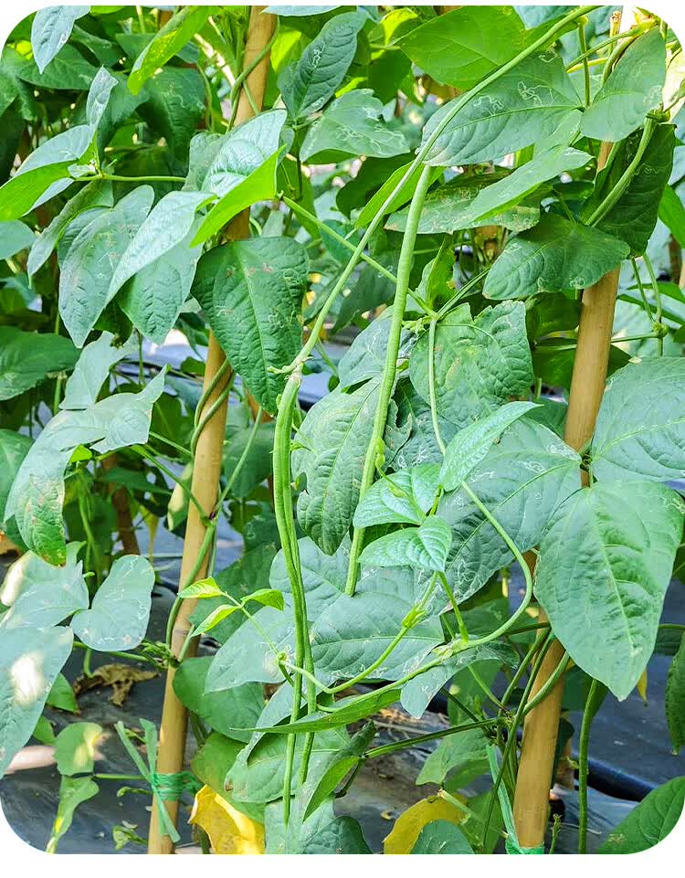 黎昕 长豆角种子苗秧高产豇豆四季豆蔬菜种籽大全孑子豆种籽种无架