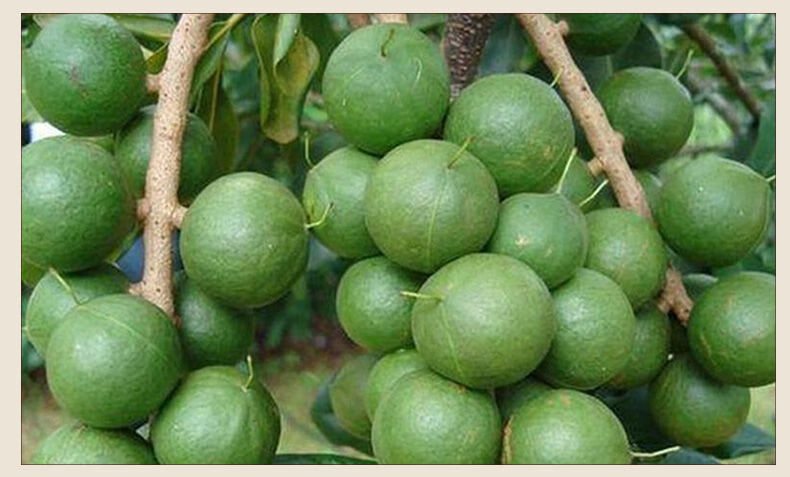 夏威夷果仁500克奶油味可选原味生坚果肉小吃休闲零食坚果批发生的