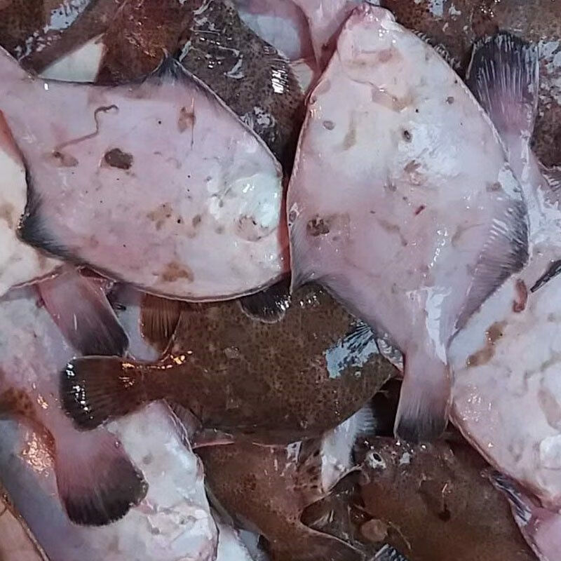 青岛鼓眼鱼鲜活古眼鱼新鲜高眼鱼比目鱼每斤3-5条海鲜 鼓眼鱼肆斤