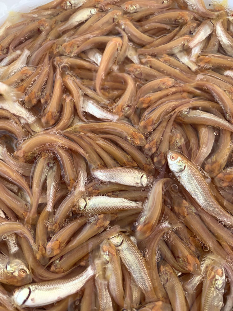 赤目金丝鲩赤目黄金鲩红眼金草鱼鱼大型冷水观赏鱼1012厘米红眼金大头