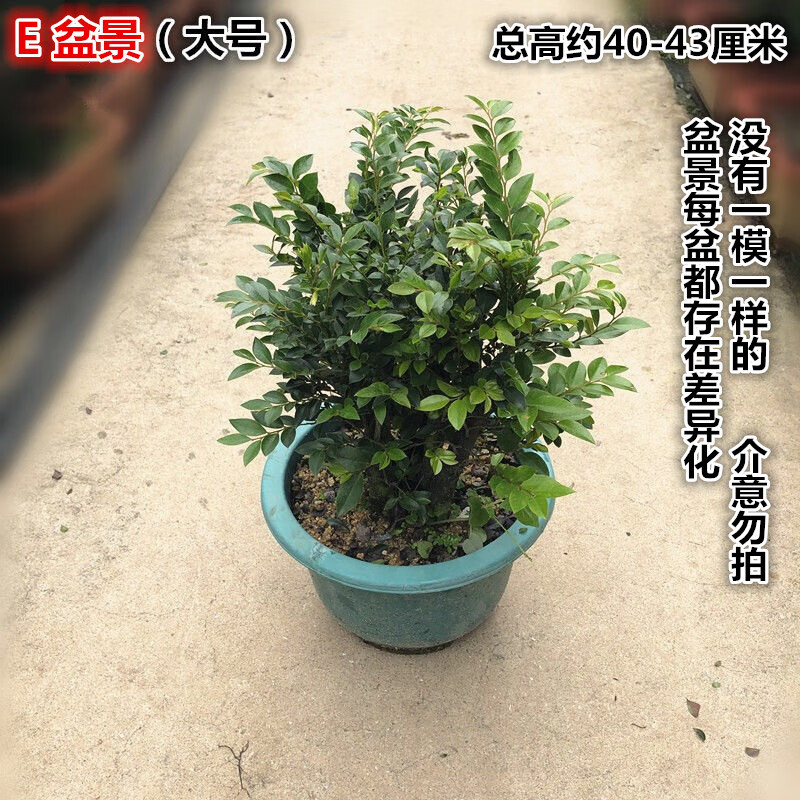 漢檸小葉紫檀名貴盆景綠植物樹老樁室內辦公桌面水培植物紫檀大號含盆