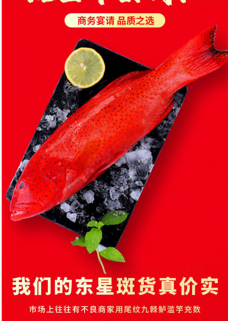 新鲜东星斑石斑鱼鲜活速冻燕尾斑深海瓜子斑海鲜水产批发海鱼红斑斓维
