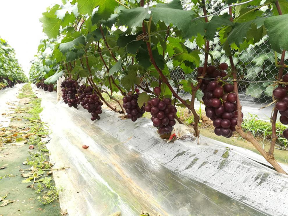 (qingya) 提子树苗 红提葡萄树苗萄葡树苗水果树苗南方北方种植四季