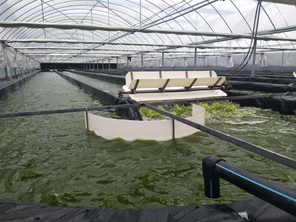 小球藻藻种水产养殖肥水培藻肥水藻海水小球藻培养基定制淡水藻原液1