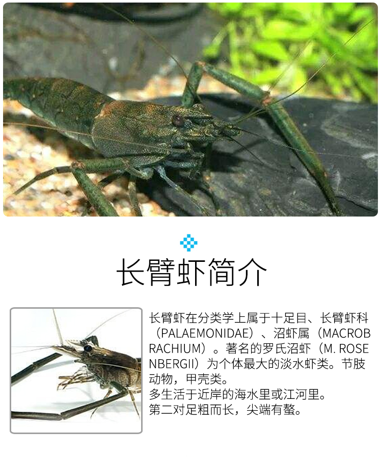 长臂虾活体活物大眼贼虾大长脚虾淡水虾冷水虾客厅办公室商场鱼缸除藻
