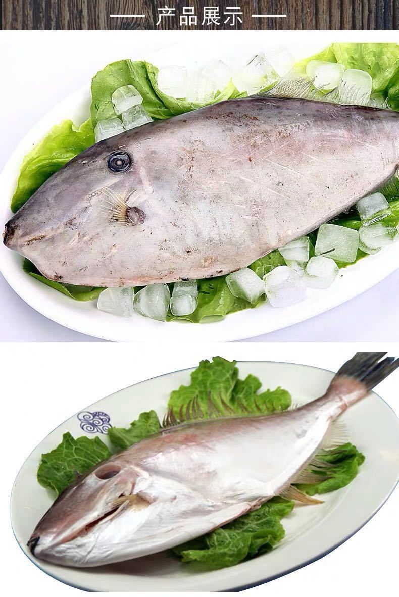 马面鱼扒皮鱼超大特大耗儿鱼新鲜冷冻海鲜水产薄冰橡皮鱼2斤1条原装整
