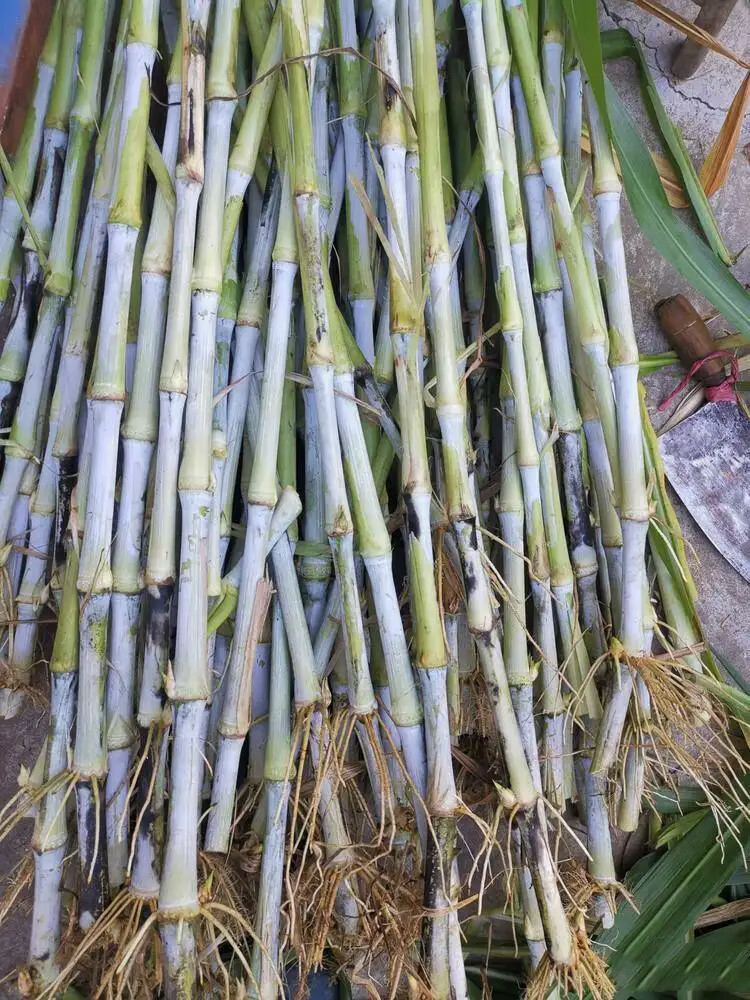 qcdd桂牧一号皇竹草甜象草巨菌草种节种子四季高产多年生牧草养殖牛羊