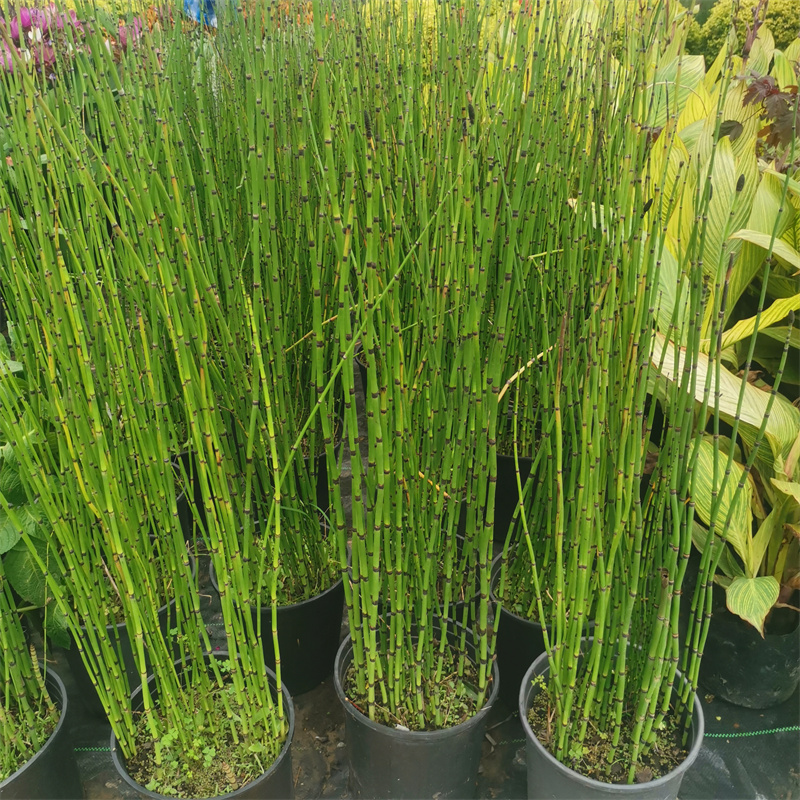 木贼盆栽树苗常绿水陆两生植物四季常绿笔管草笔杆草水池观赏造景花镜