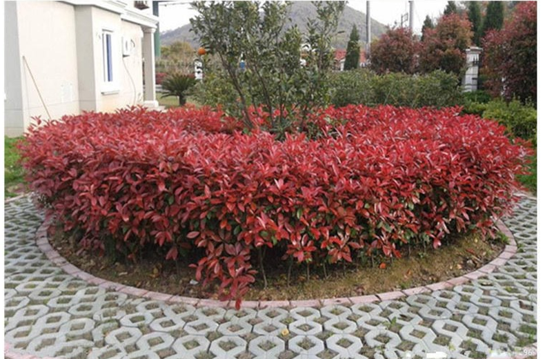 庭院花园植物红罗宾石楠彩色绿篱笆围墙花卉 80厘米冠幅红叶石楠球 不