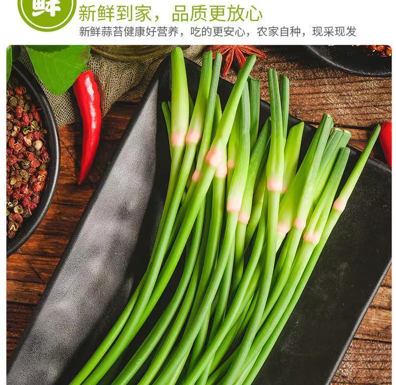 2022年新鲜蒜苔大蒜苔嫩红帽蒜苔农家蔬菜蒜薹蒜毫批发蔬菜当季 3斤现