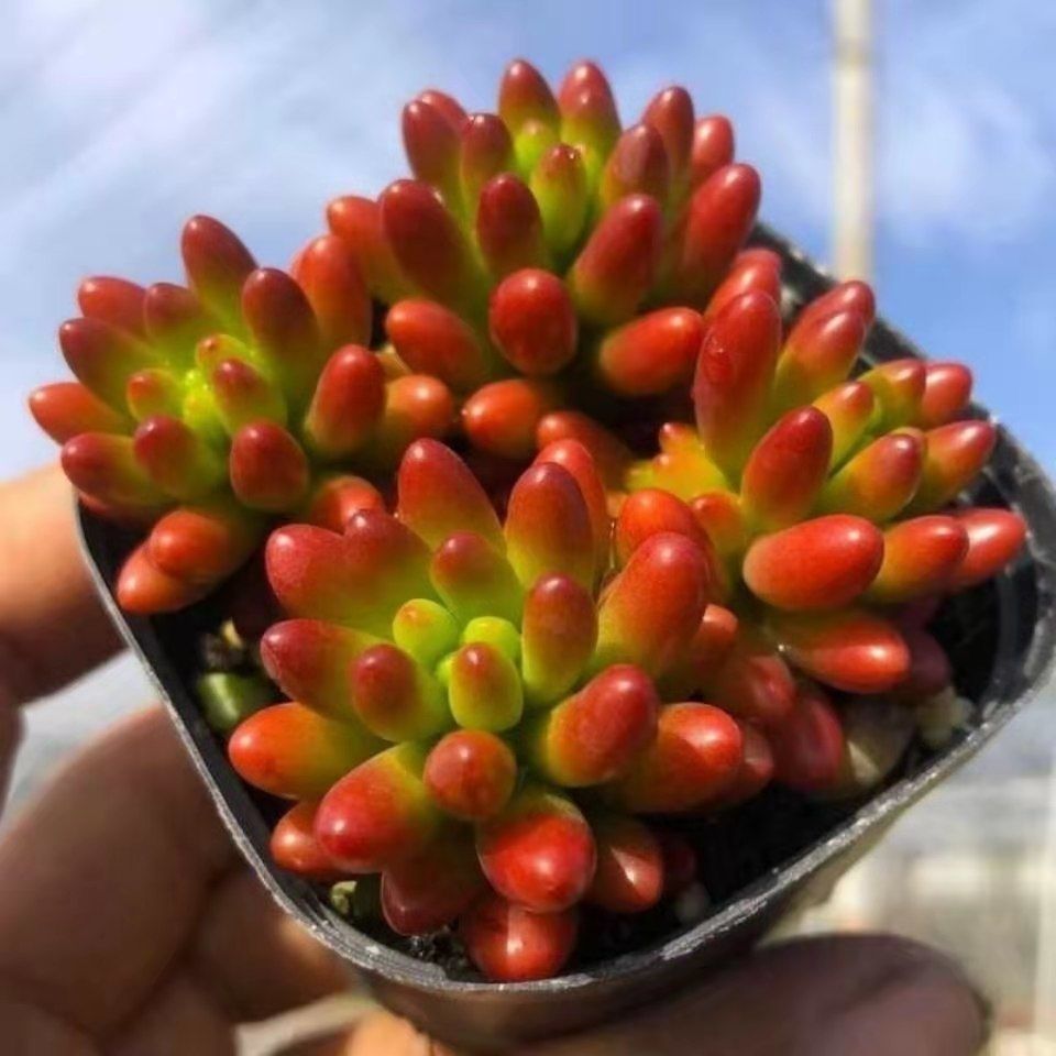 虹之玉锦多头群生多肉植物小盆栽肉肉植物批发好养室内花卉绿植新手