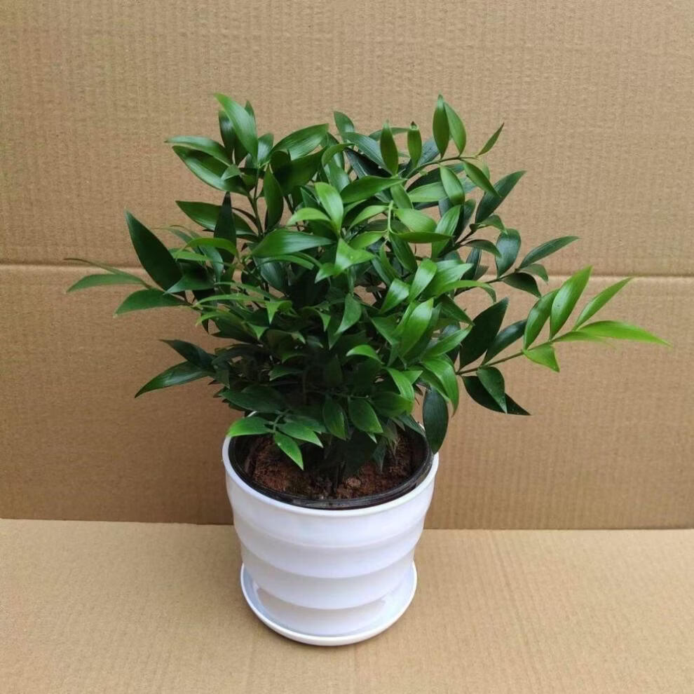 一花一宅竹柏盆栽植物室内客厅桌面小型绿植四季常青平安竹驱蚊草除臭